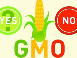 gmo